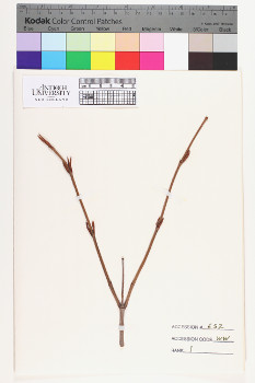 alternate herbarium image