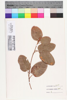 alternate herbarium image
