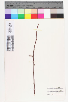 alternate herbarium image