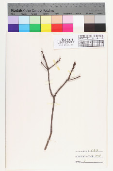alternate herbarium image