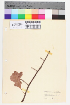 alternate herbarium image