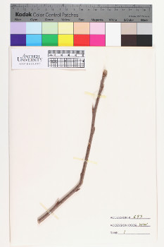alternate herbarium image