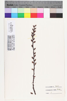 alternate herbarium image