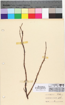 alternate herbarium image