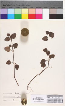 alternate herbarium image