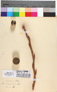 alternate herbarium image