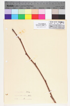 alternate herbarium image