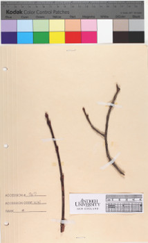 alternate herbarium image