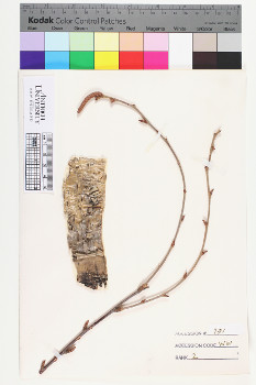 alternate herbarium image