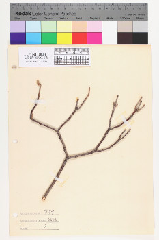 alternate herbarium image