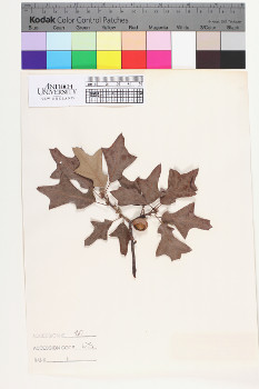 alternate herbarium image