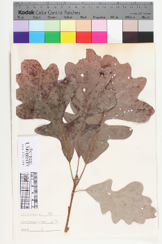alternate herbarium image