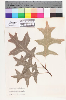 alternate herbarium image
