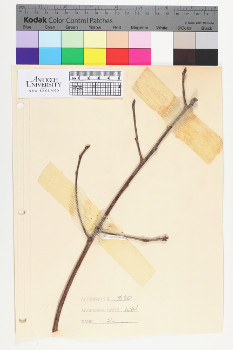 alternate herbarium image