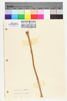 alternate herbarium image