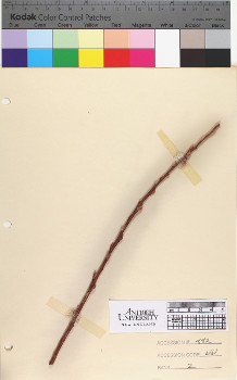 alternate herbarium image
