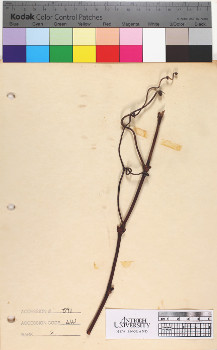 alternate herbarium image