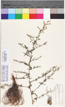 alternate herbarium image