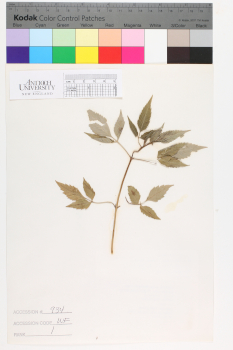 alternate herbarium image