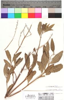 alternate herbarium image
