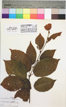alternate herbarium image