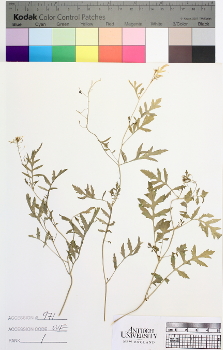 alternate herbarium image